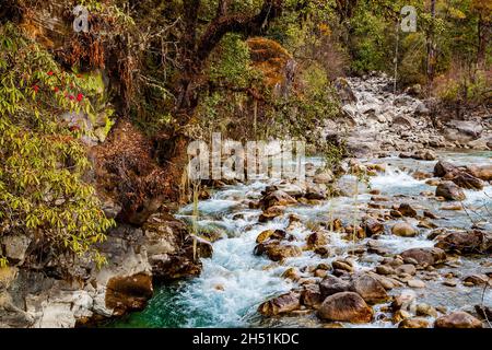 Thimphu Chhu mountain river. Bhutanese mountain forest and blooming rhododendrons on the banks. Cold swift rough river flows from the Himalayan mounta Stock Photo