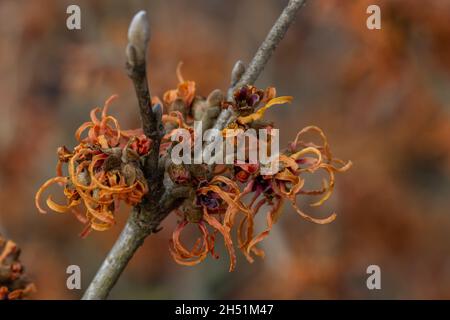 Single Hamamelis x intermedia Robert flower in winter Stock Photo