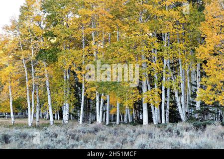 Quaking Aspen Grove  'Pando Clone' Fishlake National Forest. Utah. Stock Photo