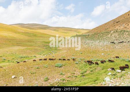 Rabot, Gorno-Badakhshan Autonomous Province, Tajikistan. A herd of goats grazing in the mountains of Tajikistan. Stock Photo