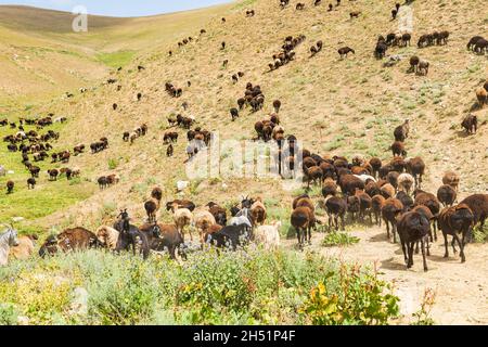 Rabot, Gorno-Badakhshan Autonomous Province, Tajikistan. A herd of goats grazing in the mountains of Tajikistan. Stock Photo