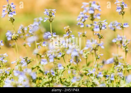 Rabot, Gorno-Badakhshan Autonomous Province, Tajikistan. Wildflowers in the mountains of Tajikistan. Stock Photo