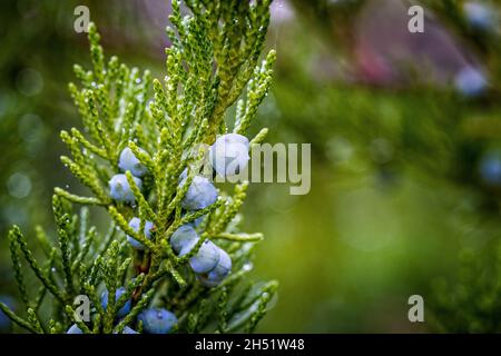 Close up of berry-like blue-black with a whitish waxy bloom female ?ones in the leafage of savin juniper evergreen shrub or Juniperus sabina Stock Photo