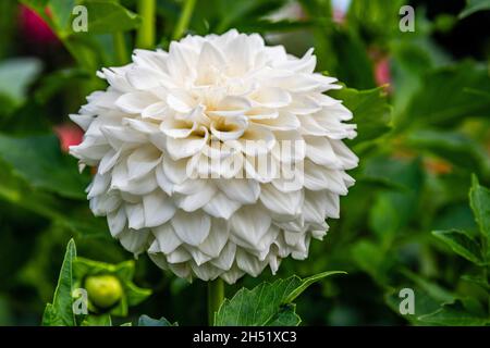 White Dahlia at Manito Park Stock Photo