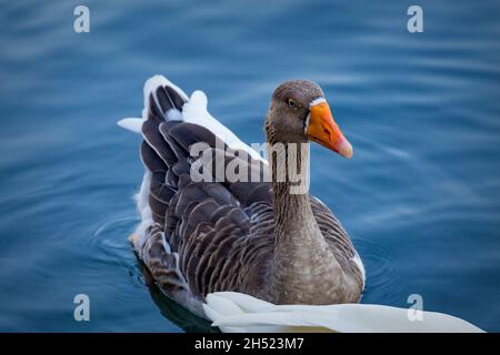 Blue eyed grey goose portrait. Funny domestic waterfowl purebred goose bird. Closeup of the muzzle face of goose on background of blue water Stock Photo