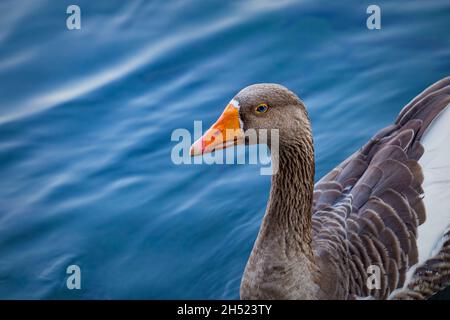 Blue eyed grey goose portrait. Funny domestic waterfowl purebred goose bird. Closeup of the muzzle face of goose on background of blue water Stock Photo