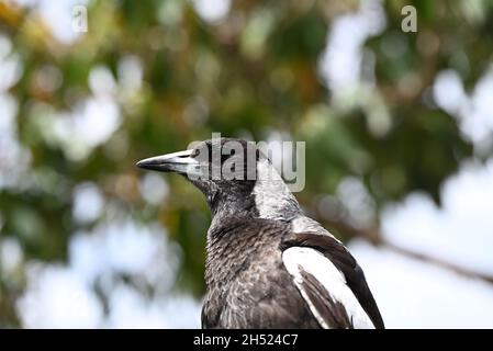 Australian magpie's head, in profile, with a blurred green tree in the background. Details on the bird's beak are clearly visible Stock Photo