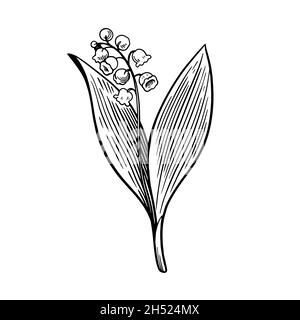 Lily of the valley isolated on white background. Hand drawn vector illustration in engraving style. Stock Vector