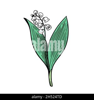 Lily of the valley isolated on white background. Hand drawn vector illustration in engraving style. Stock Vector