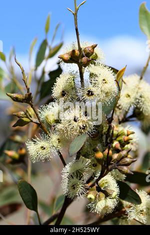 Creamy yellow blossoms of the Australian native Ridge Fruited Mallee, Eucalyptus angulosa, family Myrtaceae. Coastal distribution from Kangaroo Island Stock Photo