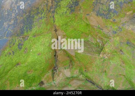 Bright green algae growing on a large rock exposed at low tide Stock Photo