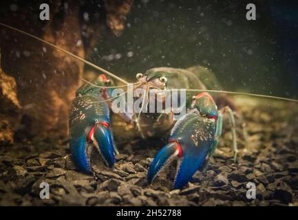 a big blue crayfish with a long mustache antenna and large claws in the aquarium looks directly at the camera. Stock Photo