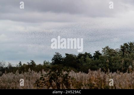 Starlings mass at RSPB Newport Wetlands. Each winter large numbers perform an aerial ballet above the reedbeds Stock Photo