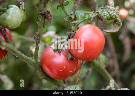 Fungal dangerous diseases of tomatoes, which affects representatives of nightshade especially potatoes. This disease is caused by pathogenic organisms position between fungi and protozoa gray spot Stock Photo