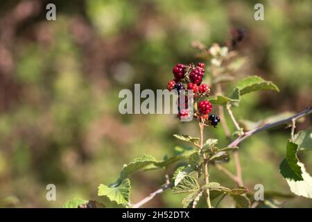 Ripe wild blackberries closeup on a blurred background Stock Photo