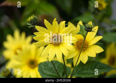 Closeup of flowers of Helianthus 'Lemon Queen' in late summer in garden Stock Photo