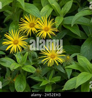 Closeup of flowers of Inula hookeri in a garden in summer Stock Photo