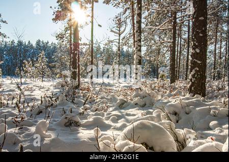 The plant sprouts from under the snow. In the winter forest, spring is gradually coming. Plants sprouting form whimsical balls on the ground. Stock Photo