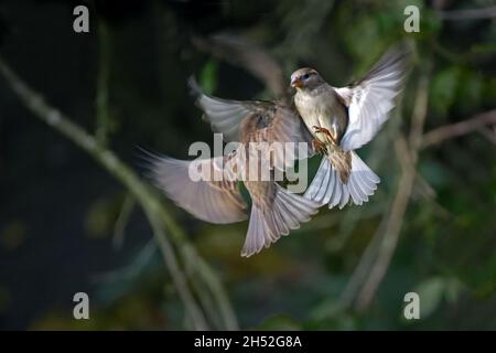 Two flying passerine birds, female Eurasian tree sparrows (Passer montanus), are fighting with each other, wildlife animal behavior, dark green backgr Stock Photo