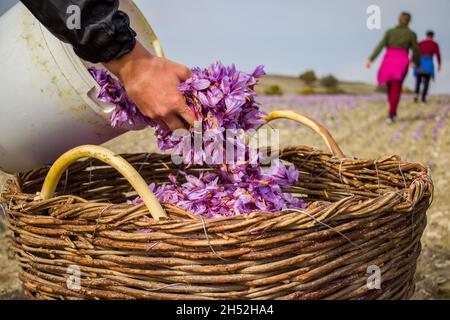 Saffron Crocus harvest scene. Woman hand dropping purple petals from a bucket into a wicker basket, Crocus sativus flowers collection season, closeup Stock Photo