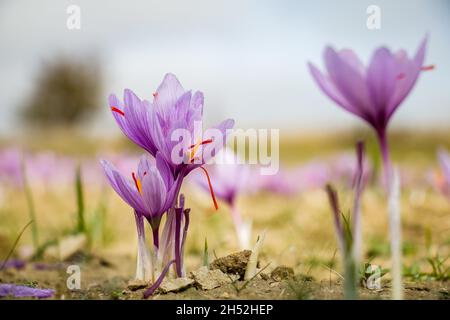Saffron flowers on field. Crocus sativus plant on ground, closeup view. Harvest collection season in Kozani Greece Stock Photo