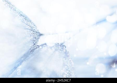 Macro nature. Beautiful dew drops on dandelion seed macro. Beautiful soft background. Water drops on parachutes dandelion. Copy space. soft focus on water droplets. circular shape, abstract background Stock Photo