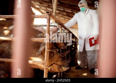 Veterinarian examining pigs at pig farm. Stock Photo