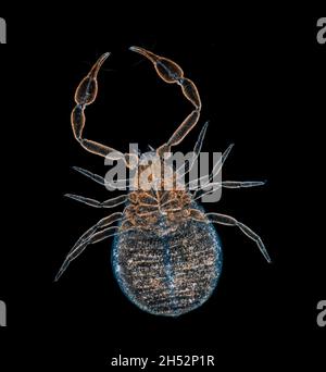 Moss pseudoscorpion, Arachnida chelonethi, darkfield photomicrograph, Micrograph of a pseudo or False scorpion or book scorpion. Stock Photo