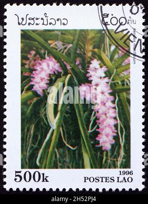Aerides multiflorum is a species of orchid native to Southeast Asia ...