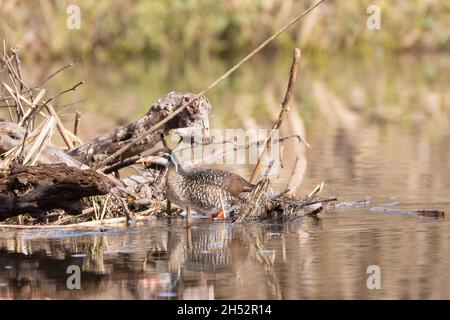 African Finfoot female  (Podica senegalensis) Breede River, Robertson, Western Cape, South Africa Stock Photo