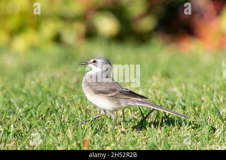 Cape Wagtail or Wells's Wagtail (Motacilla capensis)  Western Cape, South Africa Stock Photo