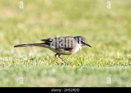 Cape Wagtail or Wells's Wagtail (Motacilla capensis)  Western Cape, South Africa Stock Photo