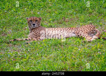 zoology / animals, mammal / mammalian, cheetah, (Acinonyx jubatus