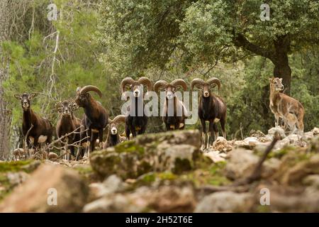 Wild mammalian animals in their natural environment. Stock Photo