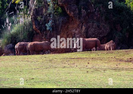 Wild mammalian animals in their natural environment. Stock Photo