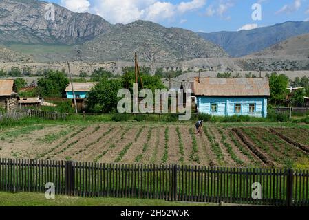 Along the Chuysky Trakt: Villager working his kitchen garden in front of his light blue house in a small village  in the Altai Republic, Russia Stock Photo