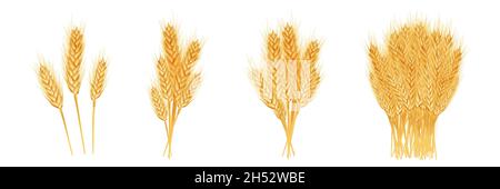 Set of wheat ears ripe, spikelets and grains. Stock Vector