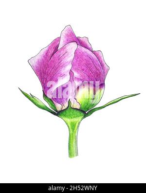 Peony bud closed pink petals and leaves, vector tracing, hand pencil drawing, isolated, white background. Vector illustration Stock Vector