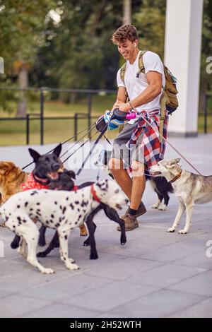 A young male dog walker is having fun on a beautiful day while trying to hold a bunch of dogs under his control. Pets, walker, service Stock Photo