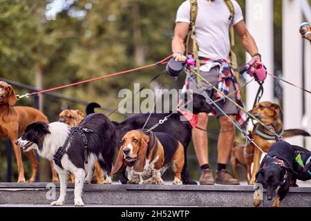 Young male dog walker working outisde; Dog walker lifestyle Stock Photo