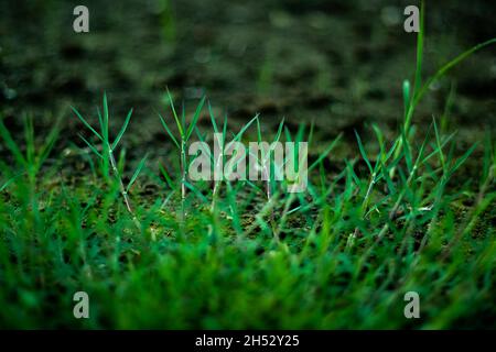 Bermuda grass or ornamental small green leaf and grass begins to green up in the spring a beautiful lush green looks are spring and early summer. Stock Photo