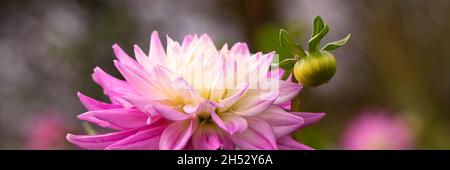 Panorama of flower and bud of Dahlia Hillcrest Candy in late summer in the garden Stock Photo