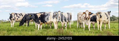 Cows grazing in a meadow, group together, a panoramic wide view Stock Photo