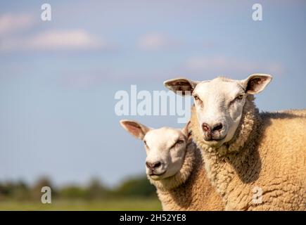 Large sheep in front with black nose and a lot of  fine soft curly hair Stock Photo