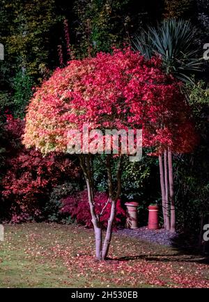 gorgeous colourful autumnal leaves of the acer palmatum, maple Jane Ann ...