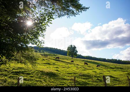 Longhorn cattle graze on a sloped pasture in the Catskill Mountains of New York State during a summer day that has cumulus clouds in the sky. Stock Photo