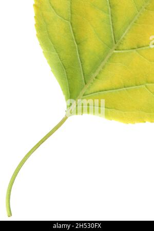 front view closeup macro texture of green leaf turning yellow with delicate petiole during autumn isolated on white Stock Photo