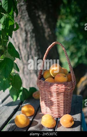 Ripe apricots on rattan basket on wooden table close up Stock Photo