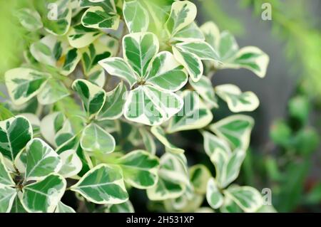 Mistletoe Fig, Mistletoe Rubber Plant or Ficus deltoidea or Variegated Stock Photo