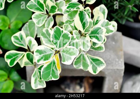 Mistletoe Fig, Mistletoe Rubber Plant or Ficus deltoidea or Variegated Stock Photo
